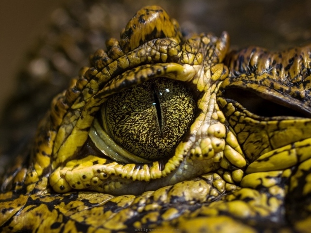 Зелено желтый крокодил