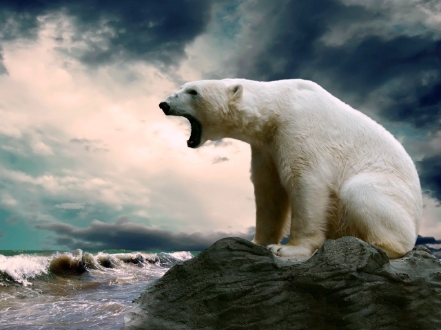 Полярный медведь сидит на камне и смотрит на море