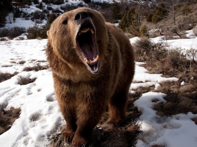 Злой медведь шатун