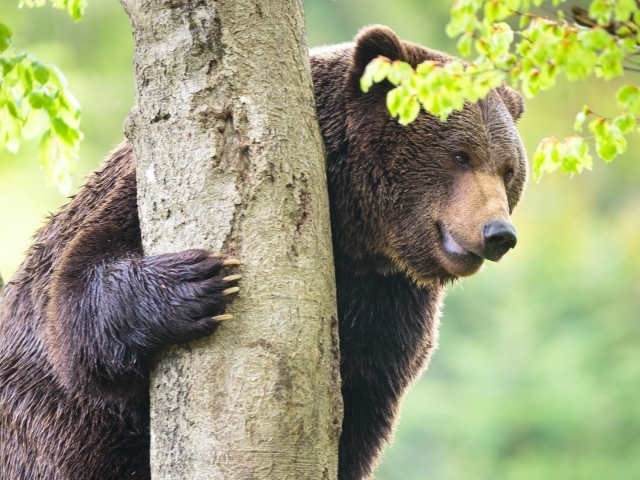 Медведь у дерева
