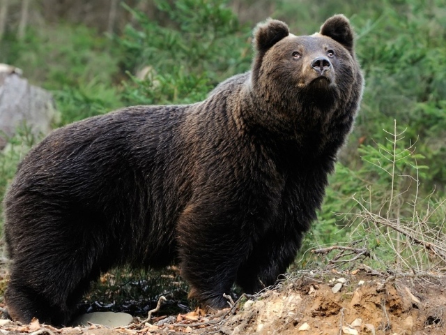 Медведь смотрит вверх