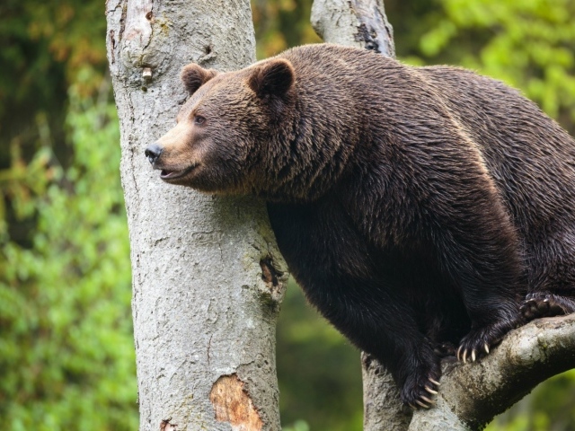 Медведь сидит высоко на дереве