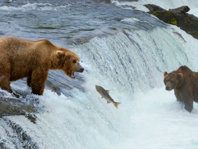 Медведи ловят рыбу, идущую на нерест