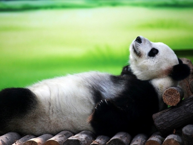 Панда лежит на спине