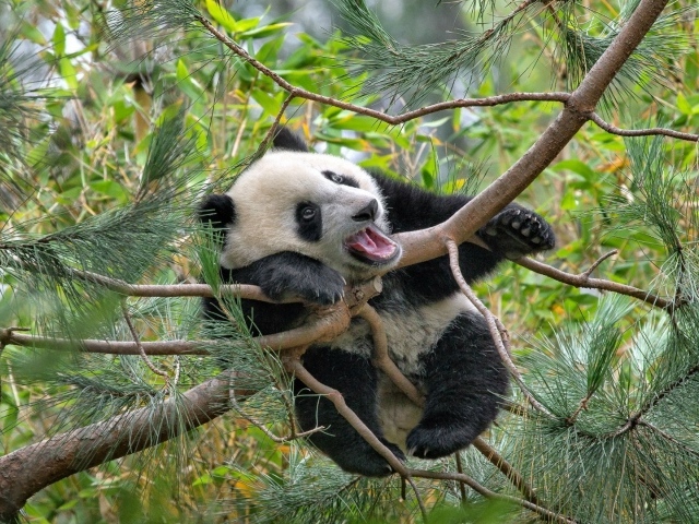 Панда на еловых ветвях