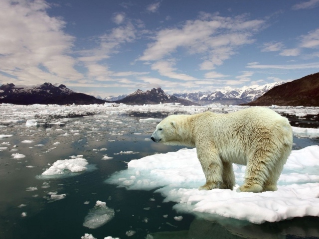 Белый медведь плывет на льдине