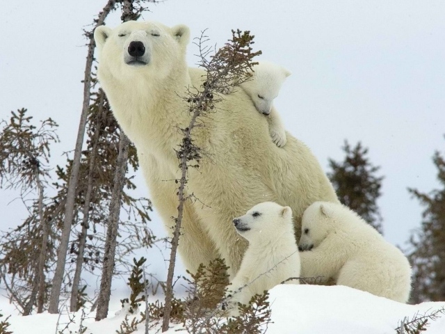 Белый медведь с детками