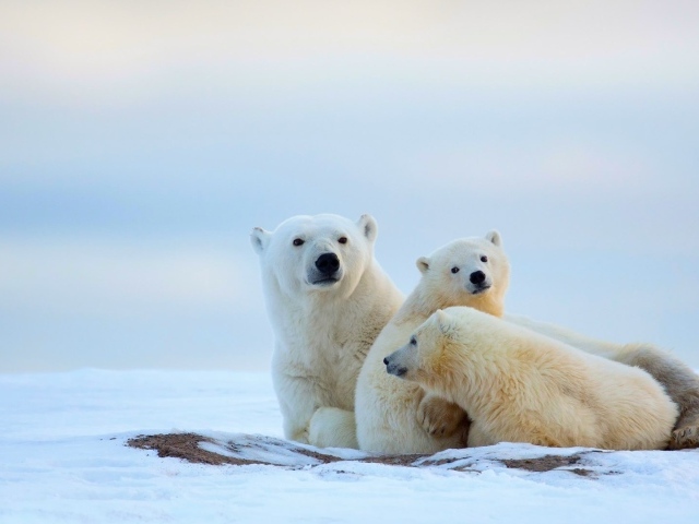 Полярные мишки на снегу
