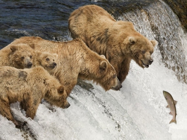 Семья медведей ловит рыбу во время нереста