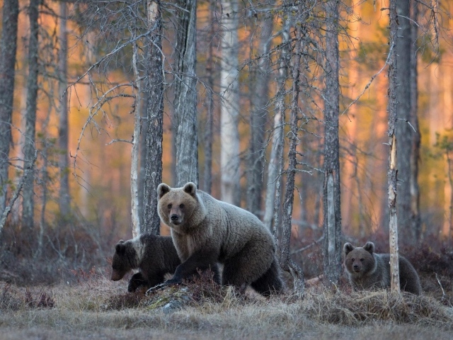 Семья медведей гуляет в лесу