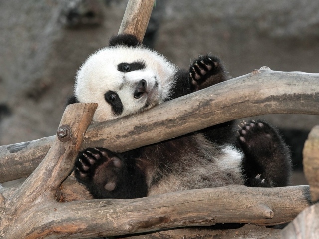 Малыш Панда в зоопарке