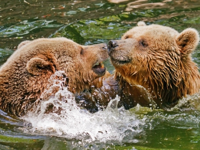 Два медведя играют в воде