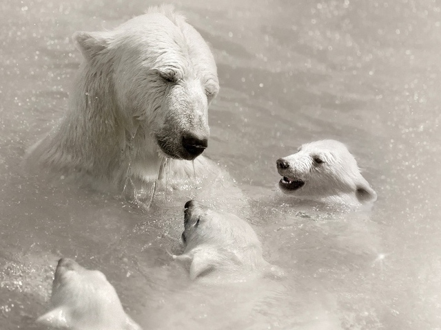Белая медведица с детьми в воде