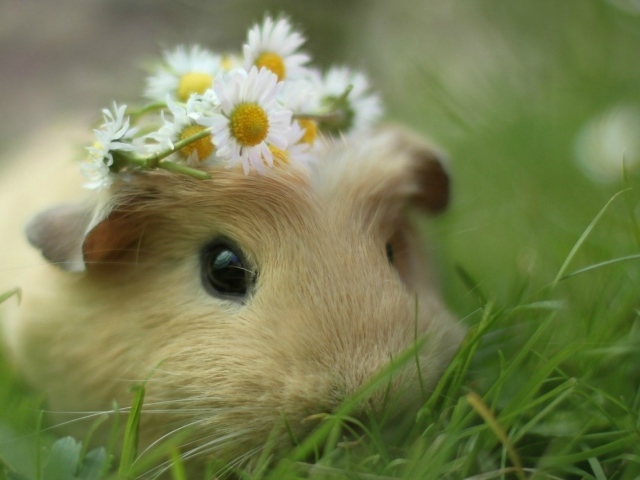 Морская свинка в траве