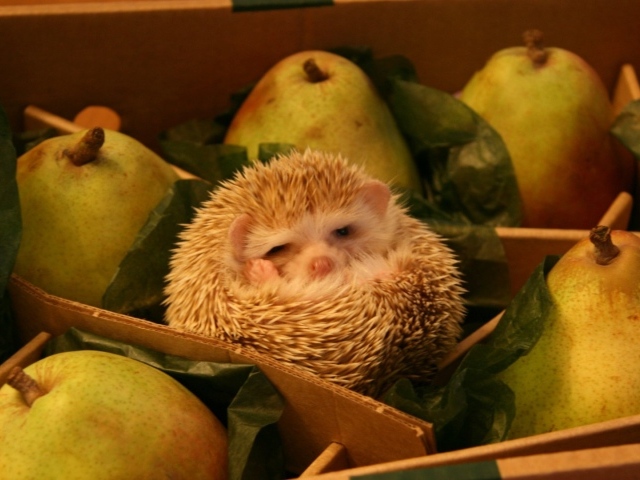 Ёж среди груш