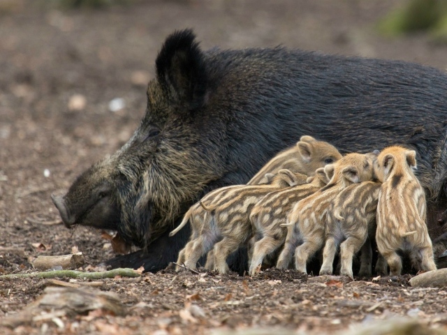 Дикие поросята с мамой