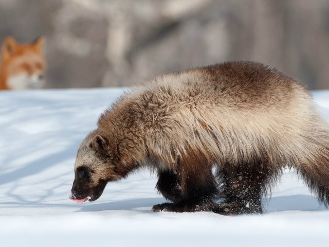 Росомаха и лиса