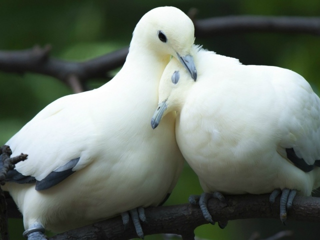 Пара милых белых голубей