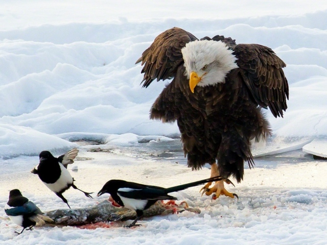 Белоголовый орлан и сороки