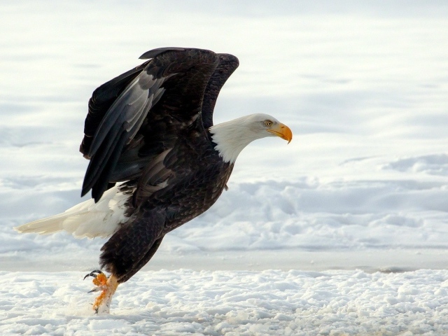 Белоголовый орлан садится на снег