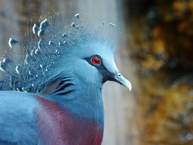 Красивый венценосный голубь