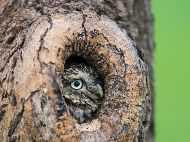 Красивая сова в дупле дерева