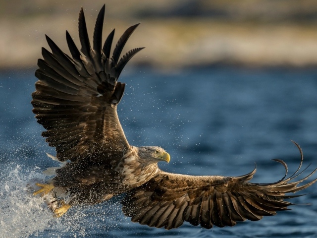 Птица Орлан-белохвост