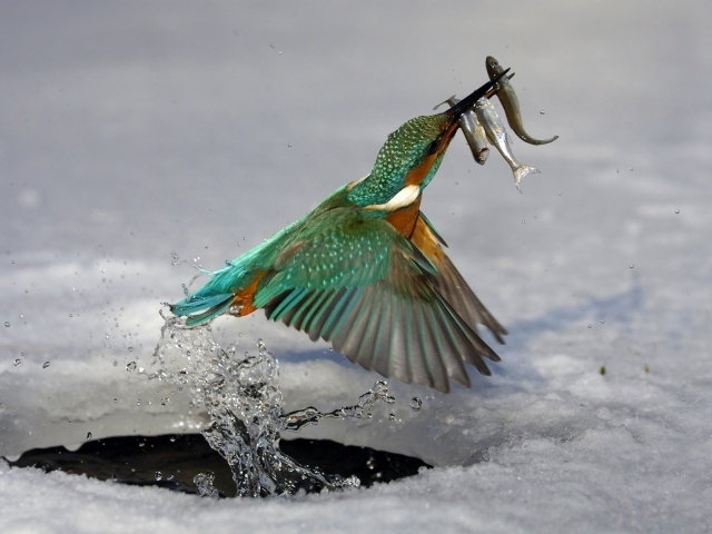 Птица поймала рыбу в проруби