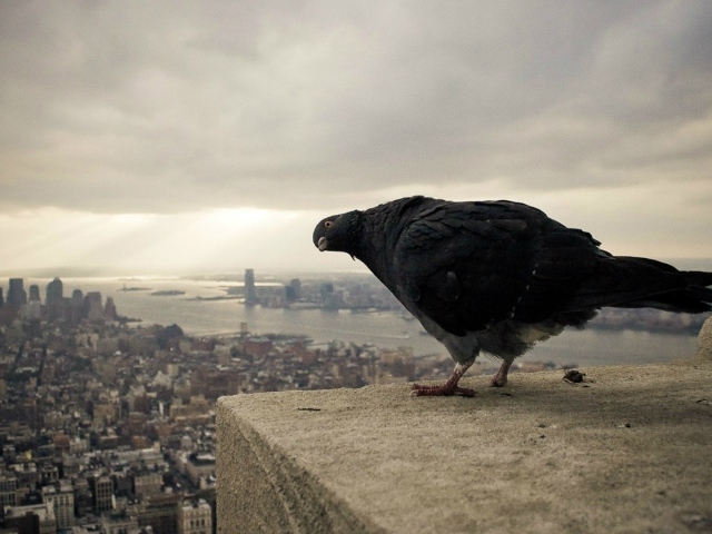 Черный голубь на фоне города