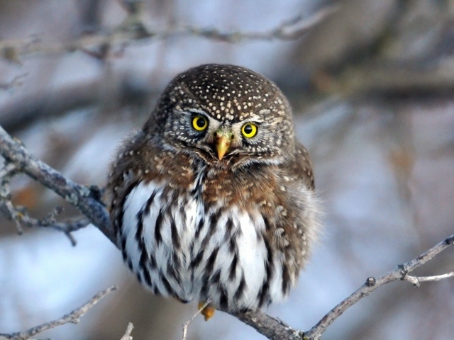 Очаровательная сова на ветке