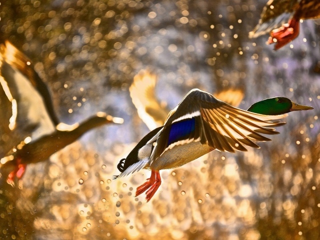 Утки взлетают с поверхности воды