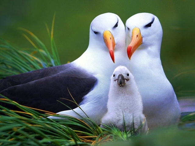 Семья птиц альбатросов