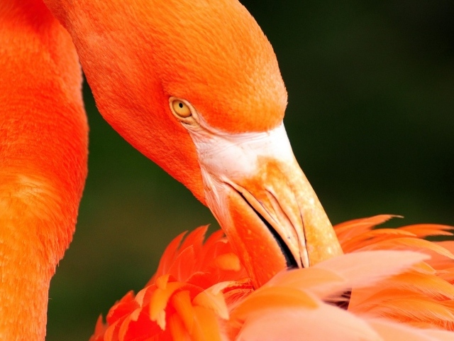 Фламинго чистит перья