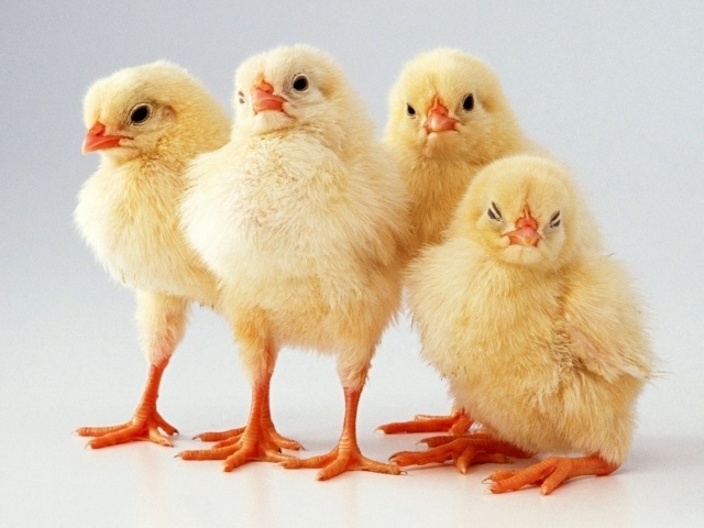 Четверка желтых цыплят