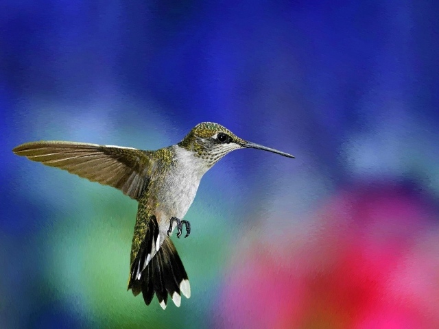 Зеленая колибри в воздухе