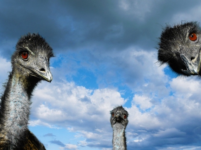 Головы трех страусов