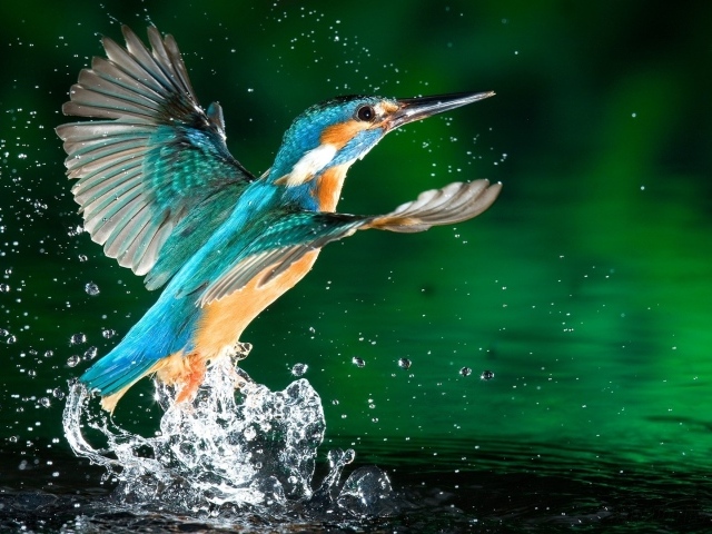 Птица зимородок в каплях воды