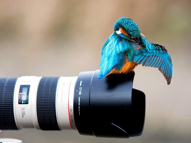 Птица зимородок сидит на фотоаппарате