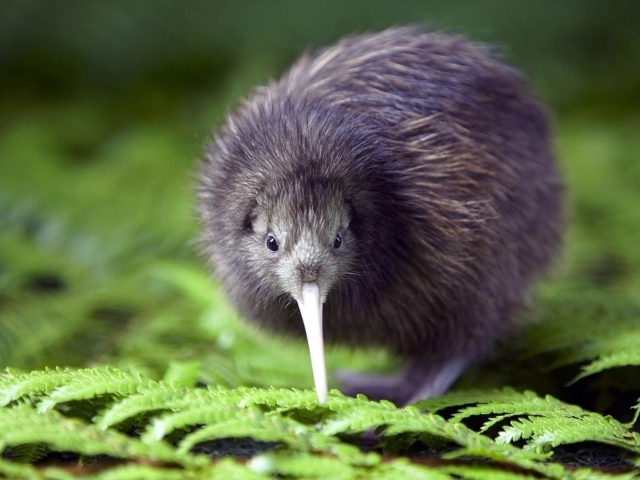 Птица Киви - национальный символ Новой Зеландии