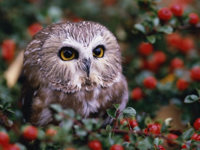 Сова среди красных ягод