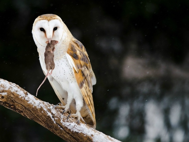 Сова поймала мышь