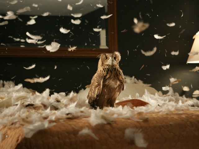 Сова в перьях