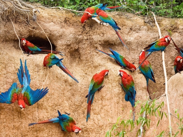 Гнезда радужных попугаев