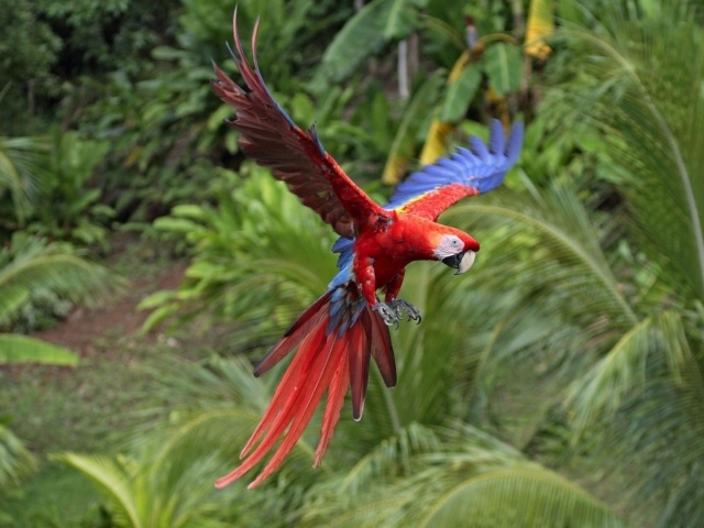 Красный попугай летит в тропиках