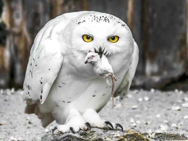 Полярная сова с добычей