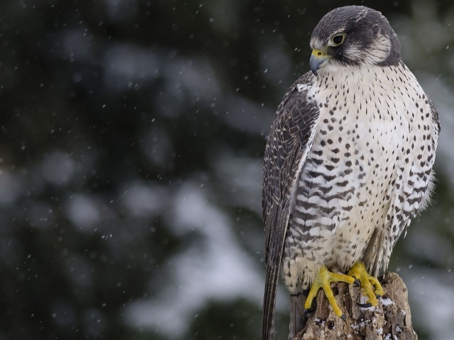 Сокол среди снегопада