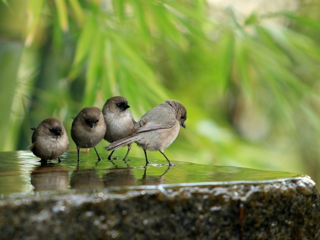 Воробьи на камне