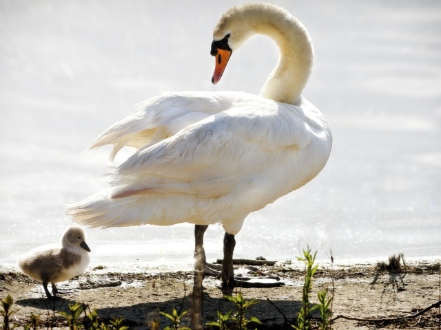 Лебедь ведет своего птенца к воде