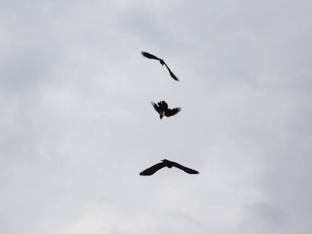 Три черных птицы в небе