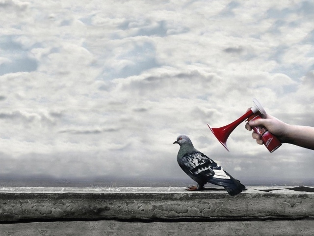 Гудок у уха городского голубя